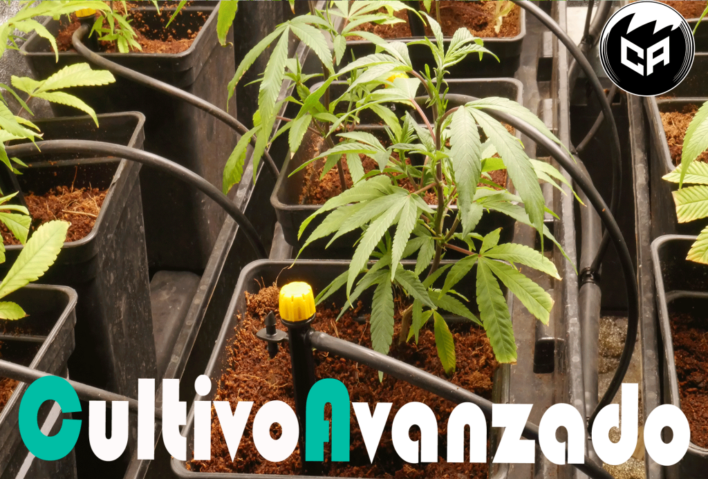 Cultivo de cannabis en coco con fertirrigación de alta frecuencia