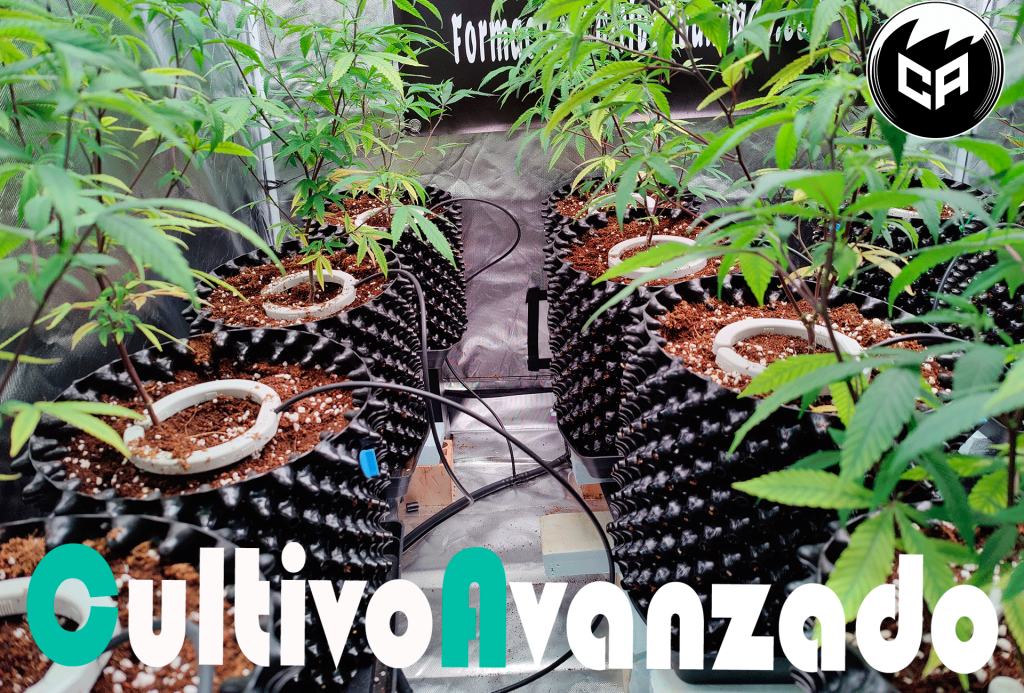 Cultivo de cannabis en coco con fertirrigación de alta frecuencia