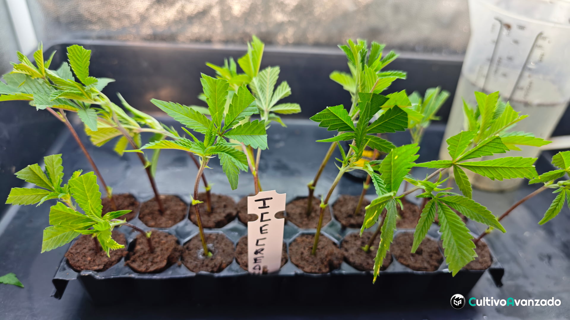 Cómo clonar plantas de cannabis