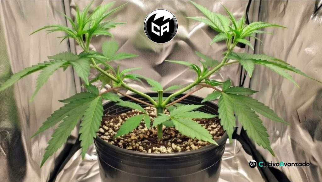 entrenar-plantas-de-cannabis